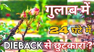 Pruning के बाद 24 घंटे में DIEBACK से पाए छुटकारा