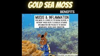 Gold Sea Moss Benefits