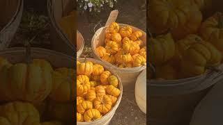 A Fun Trip To The Local Country Market!  #pumpkinseason