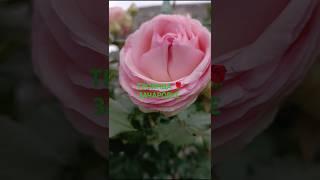 ТРОЯНДА  ПЛЕТИСТА #flowers ,#garden ,#rose,#квіти ,#nature ,#троянди