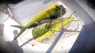 PESCARIA DE DOURADO DO MAR (ABERTURA DA TEMPORADA 2022)