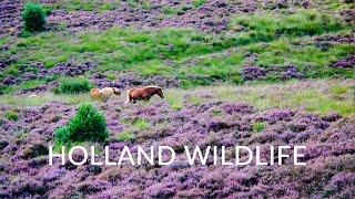 Holland Wildlife Movie - Best nature and wildlife of the Netherlands