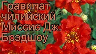 Гравилат чилийский Миссиc Дж. Брэдшоу  обзор: как сажать, саженцы гравилата Миссиc Дж. Брэдшоу