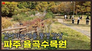 파주 율곡수목원 | 파주 추천 관광명소 | 파주시 파평면 율곡리 | 가을 구절초와 억새