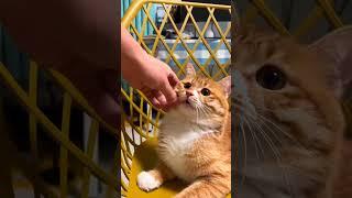 #cat #dog #pets #funny #funnyvideos #foryou #music