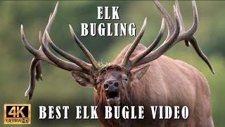 Best Elk Call Video - Elk Bugling Compilation During the Rut with HD Audio - Nature's Best Sounds 4K