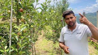 Orchard Demonstration | Central Leader System | M111 & 116 Jeromine,Red Velox,Top Graft,Rootstock M9