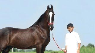 ਵਾਹਗੇ ਬਾਰਡਰ ਤੇ ਅਲੀਸ਼ਾਨ ਘੋੜੇ ਦਾ ਪੁੱਤ ਗੁਰਸ਼ਾਨ stallion Gurshan seerat stud farm