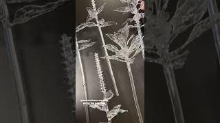 Extinct Glass Plants!