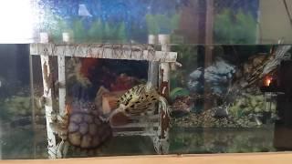 Cheech & Chong and Turtle | My pets