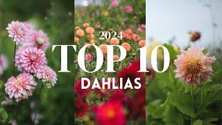 My Top 10 Dahlias 2024!