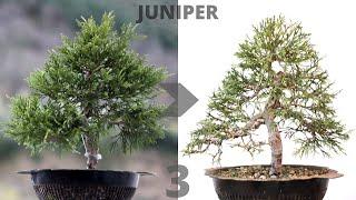 Juniperus Sabina Bonsai - Pruning & Wiring #3