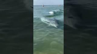 This Dolphin appears among sea