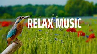 Stress Relief Piano Music & Guitar Music Sleeping