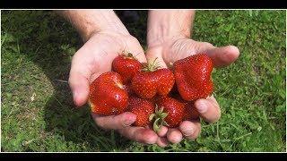 Мой огород - Моя клубника ( сбор урожая) My Garden - My Strawberry (harvesting)