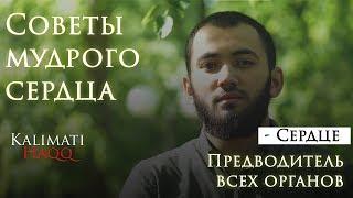 Сердце | Советы мудрого сердца (Advice of a wise heart)