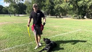 Onyx our Cane Corso Fully Trained