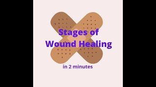 Stages of Wound Healing in 2 mins!