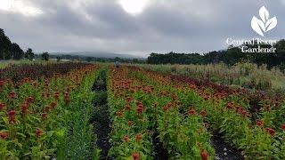 Pamela & Frank Arnosky |Arnosky Flower Farms | Central Texas Gardener