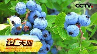 《农广天地》小蓝莓做出大产业 20180919 | CCTV农业