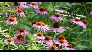 Runge Nature Center, Jefferson City, MO: Wandering Walks of Wonder Slow TV Walking Tour 4K