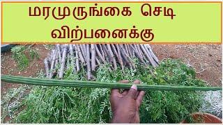 முருங்கை நாற்று பண்ணை | Murungai plant Nursery | Drumstick | Moringa