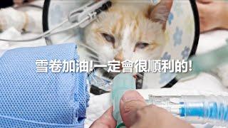 【報告】雪卷突然癱軟不動了！我們最擔心的事發生了…完整紀錄這段心碎時光【NyoNyoTV】