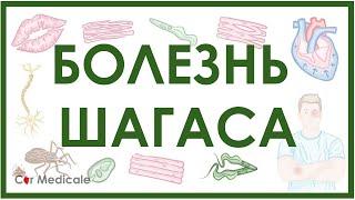 Трипаносомоз - Болезнь Шагаса: цикл трипаносомы, механизм развития, проявления, принципы лечения