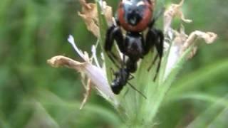 Ragno rosso e nero che mangia una Formica - Black and red Spider feeding an Ant