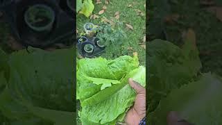Growing Romaine Lettuce in South Carolina! 5/2025