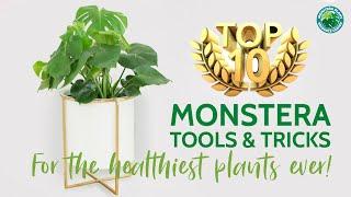 Top 10 Monstera Plant Tools & Tricks for the Healthiest Plants Ever | Houseplant Resource Center