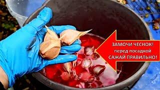 ЧЕСНОК РАСТЕТ С КУЛАК! ПОД ЗИМУ ОЗИМЫЙ ЧЕСНОК САЖАЮ ЭТИМ СПОСОБОМ