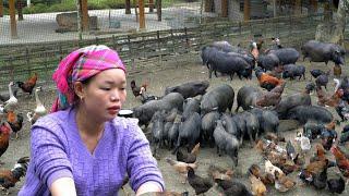 "Using Banana Trees as Pig Food - Harvesting Long Beans to Sell at Market | Trieu Mai Huong".