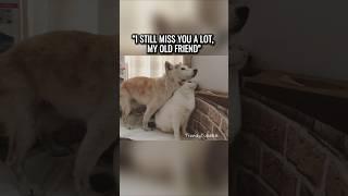 The Touching Story of a Cat and Dog's Friendship at the End of Life 