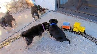 Puppies Versus Model Trains