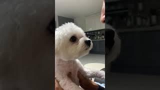 #比熊 #寵物日記 #petstory #pets #puppy