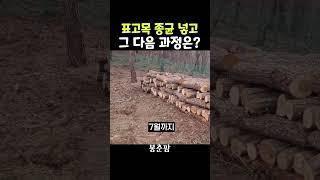 표고목 종균 넣고 할 일