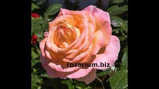 обрезка розы весной, питомник роз полины козловой - rozarium.biz,  spring pruning of garden roses