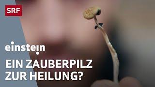 Drogen als Medikamente: Wie LSD, Psilocybin und GHB heilen könnten | Doku | Einstein | SRF Wissen