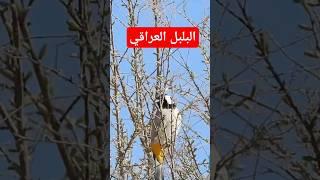 البلبل العراقي اجمل انواع البلابل في جولة برية مذهلة شاهد الفيديو كاملا على القناة #نوافذ_برية #بلبل