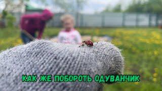 Как же побороть одуванчик