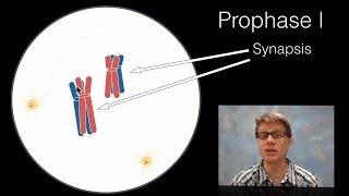 Phases of Meiosis