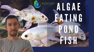 Algae Eating Pond Fish