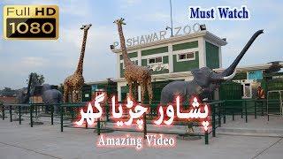 peshawar zoo latest video | by zama khyber vlog