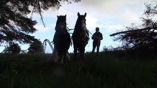 Logging With Two Horses And A Slarch (And Kay, and lots of midges, and a homemade bandsaw...