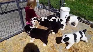 Alabai puppies for sale in California, USA.