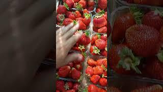 СОРТ КЛУБНИКИ АЗИЯ