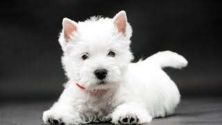 How to Find the Right West Highland White Terrier Puppy for You