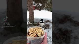 My Chickadee wants salted bar nuts