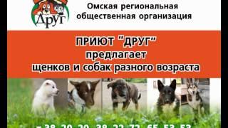 приют друг демо